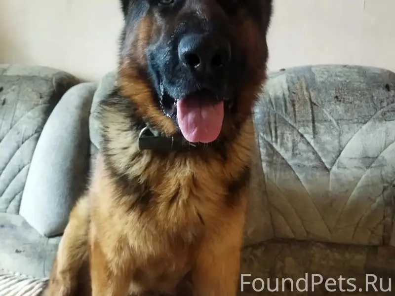 Найден пёс немецкая овчарка, пгт. Афипский