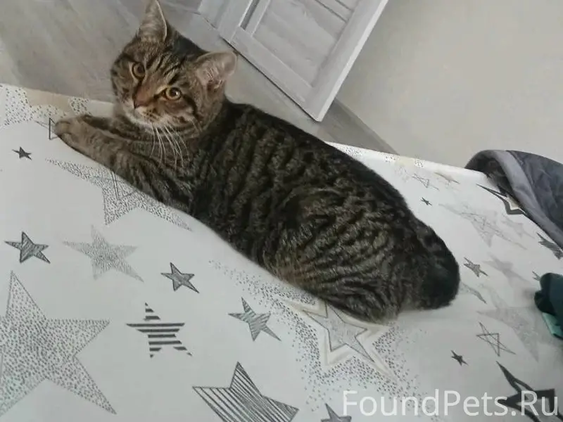 Пропал кот, район Ковалёва и Советской