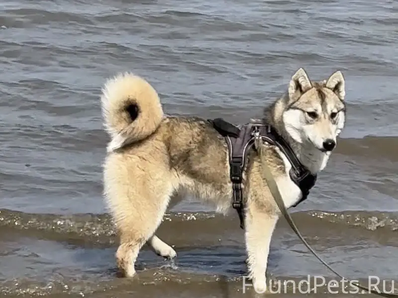 Пропала западно-сибирская лайка Фея, 45 линия