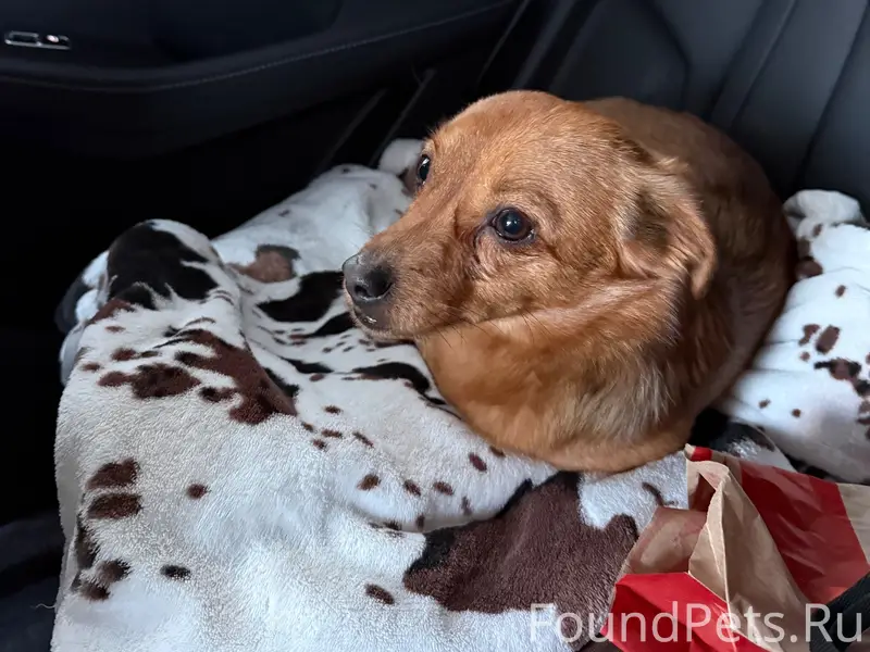 Найден мальчик-собака, Щеглово