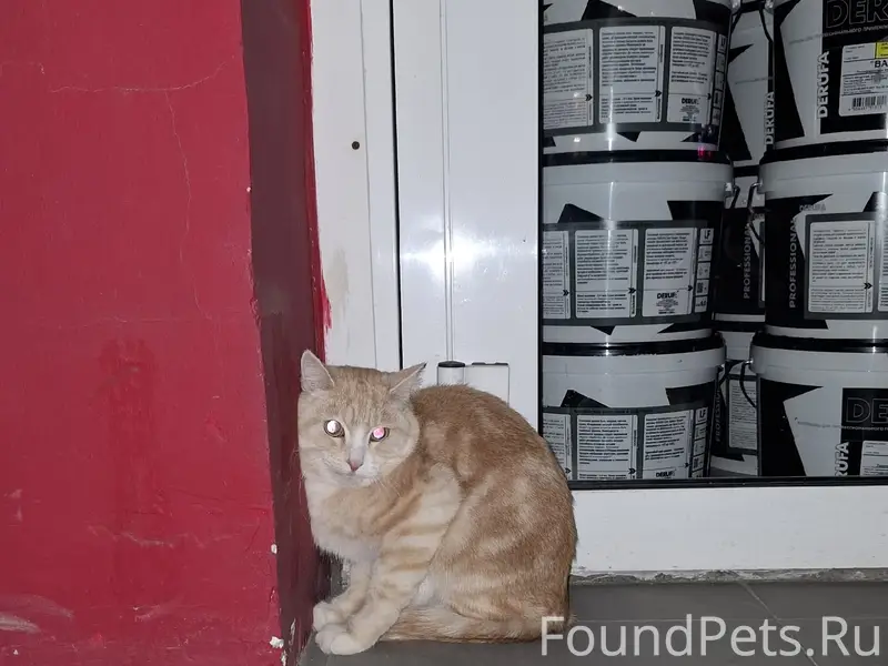 Найден кот, возле магазина derufa, Ленина 24
