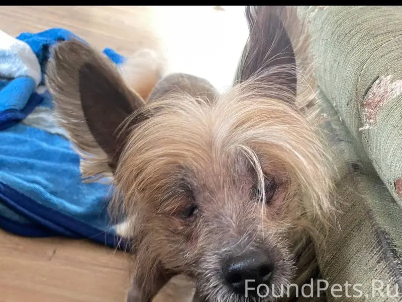 Пропала Китайская хохлатая собака Нюша, Михайловка