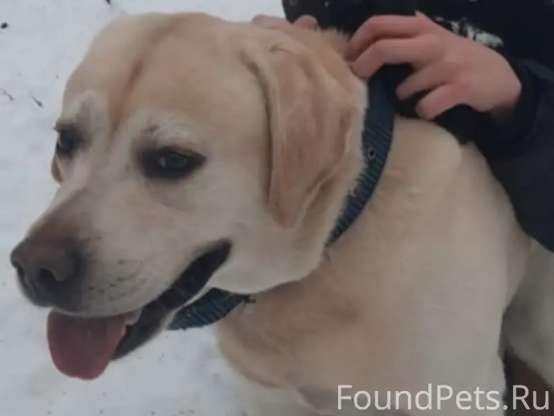 Пропал Лабрадор Элвин, Донское