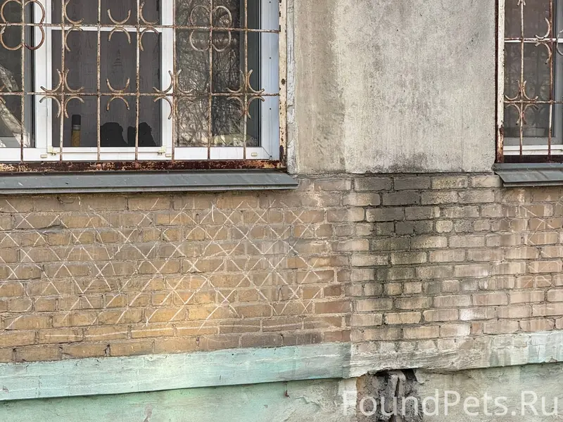 Найден щенок девочка, Энгельс/Сони Кривой