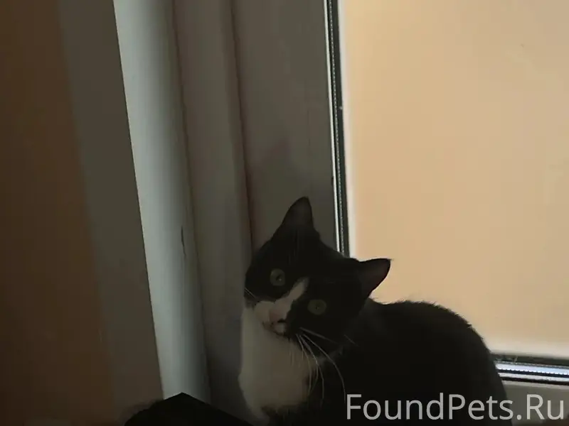 Пропала кошка Белла, район ул. Ильясова, ул. Гарипова