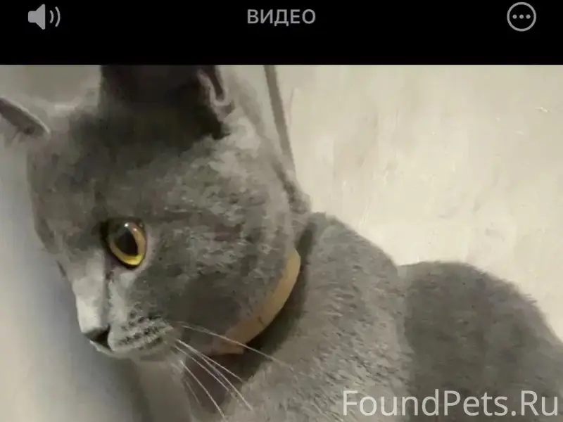 Пропала британская кошка Умка, с. Кызыл-Озек