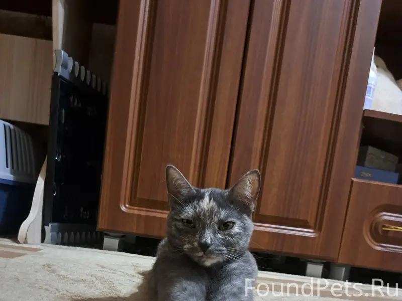 Пропала кошка Марта, Мкр. Красногорка