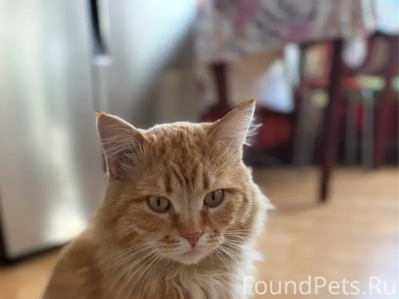 Пропал кот, район улицы Школьной