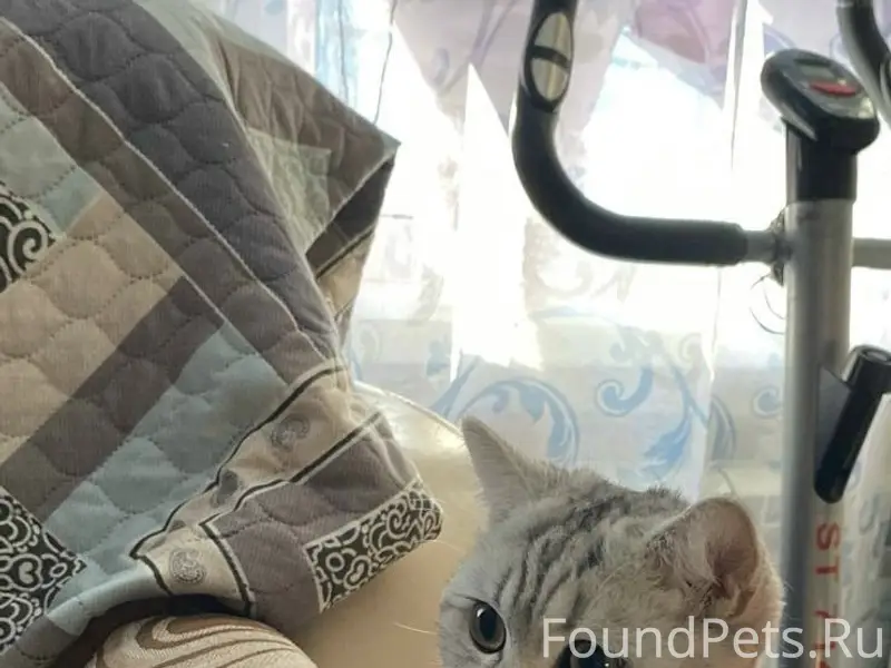 Пропала кошка Муся, Фокинский район