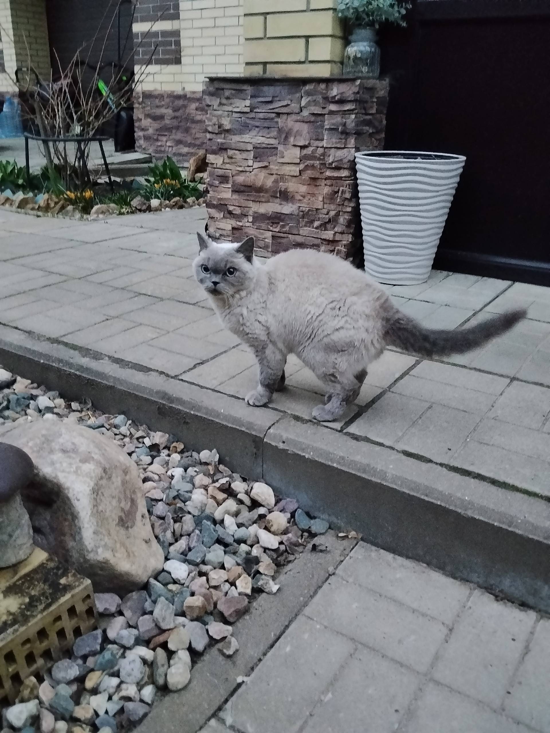 Найдена кошка, д. Пешково