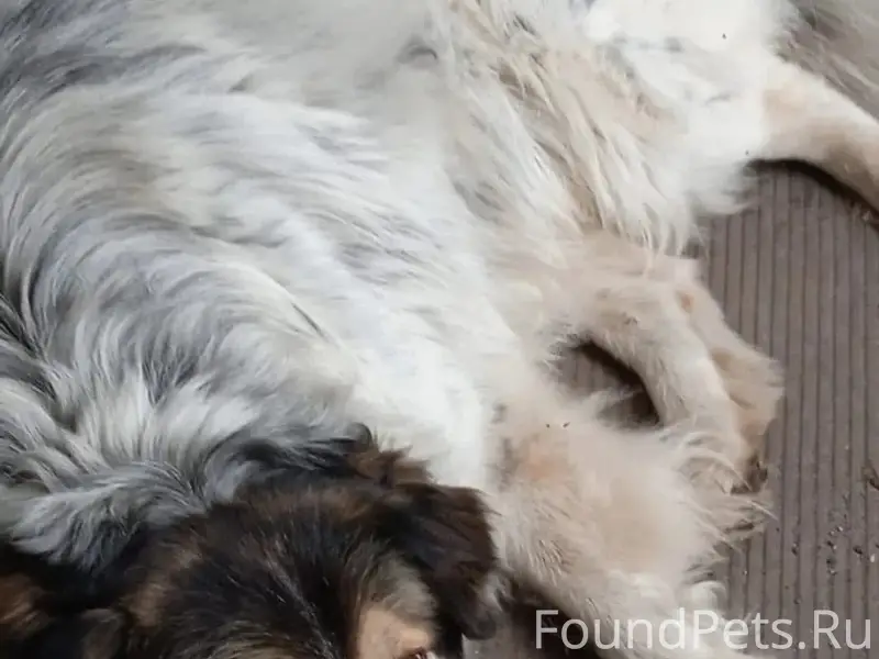 Пропал кобель Дик, Новая Усмань