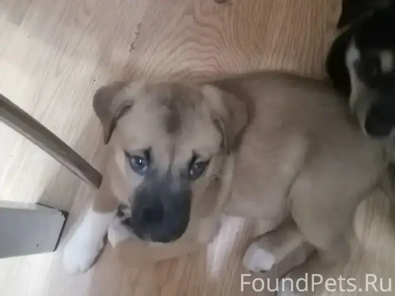 Пропала девочка Найда, Коминтерна 54