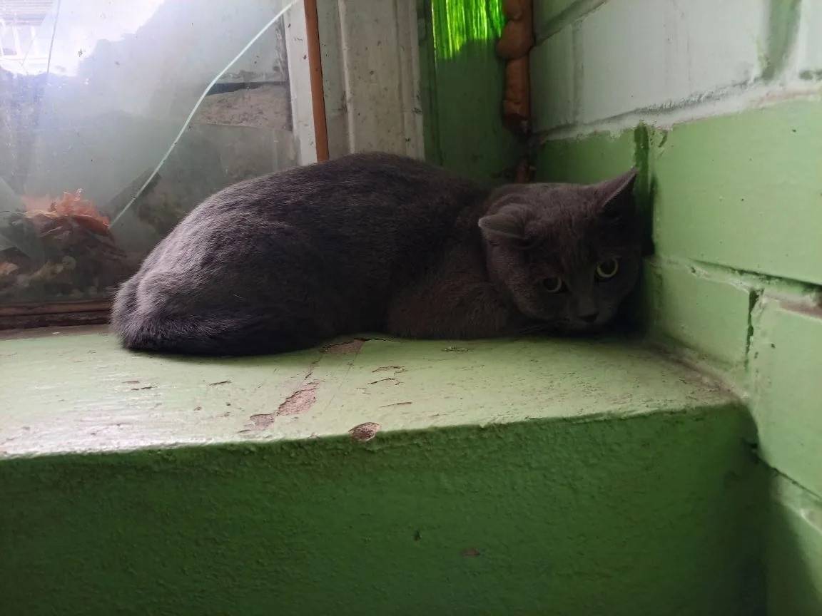 Найден кот, район ВАИ