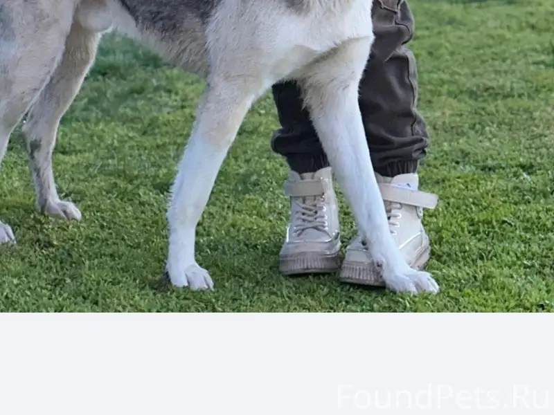 Пропала собака, приют 'Остров надежды'