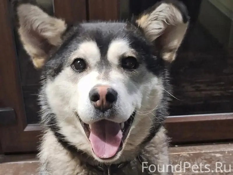 Пропала собака Юта