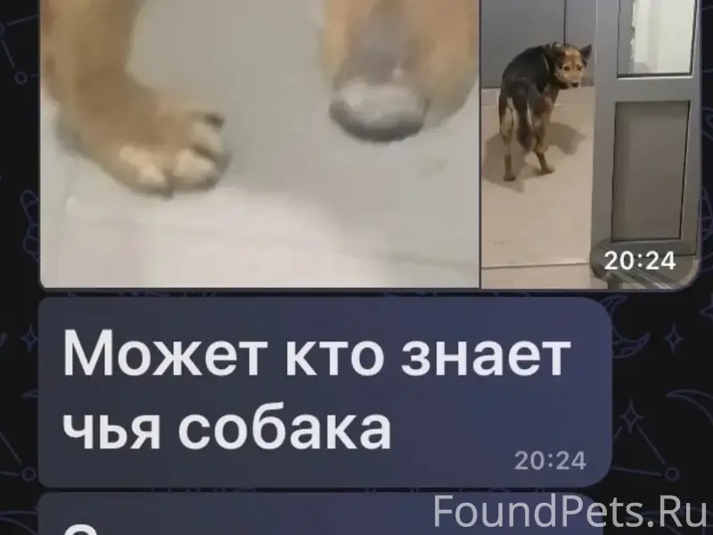 Найдена собака, Мещерка