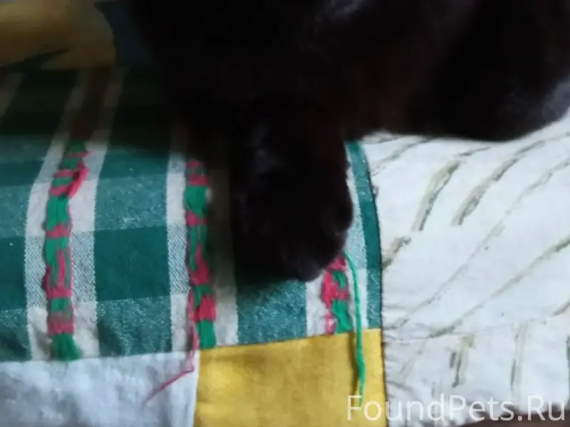 Пропала чёрная кошка, база 5ска