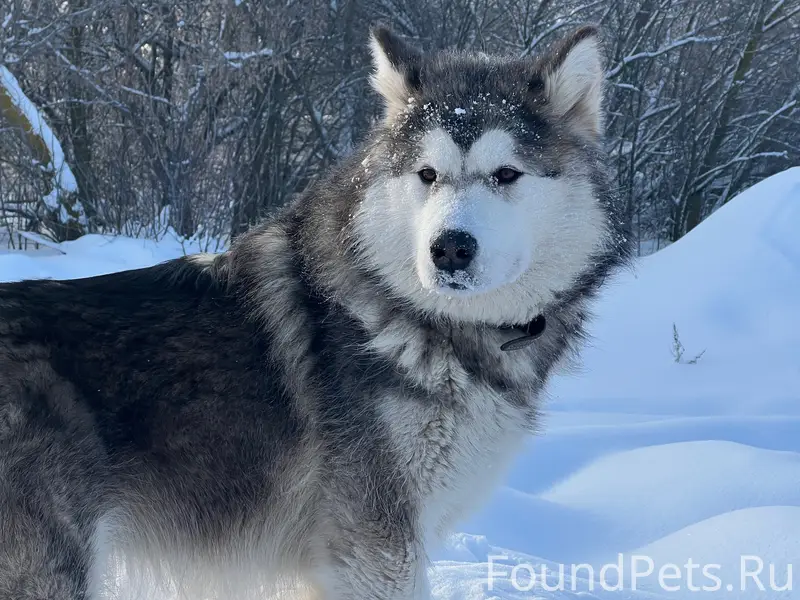 Пропала Маламут Эльфа, Г. Жердевка, С. Бурнак