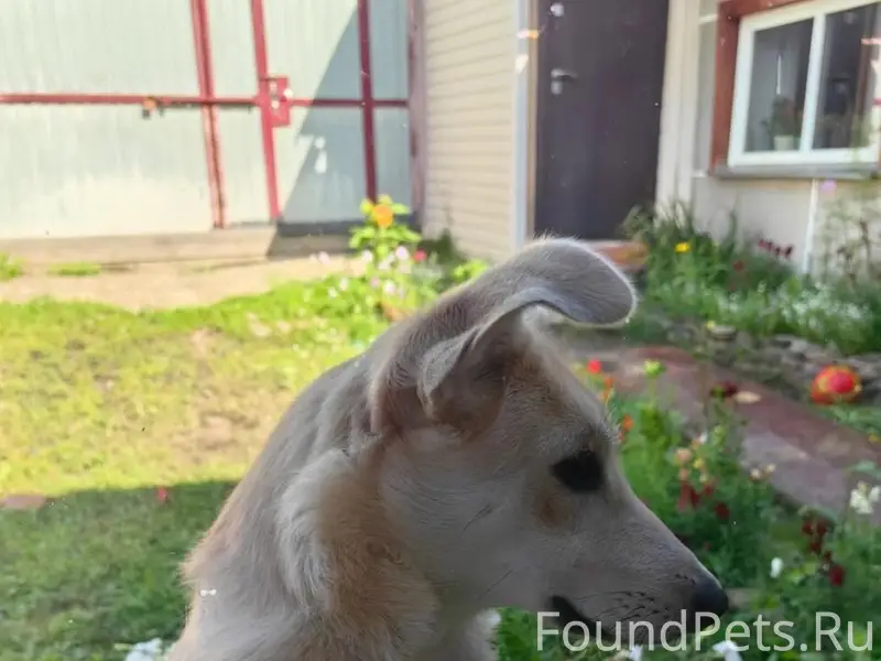 Пропал пес Сэм, посёлок Памяти 13 Борцов