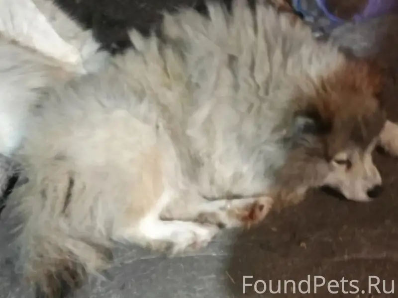 Пропал Тайко, собака