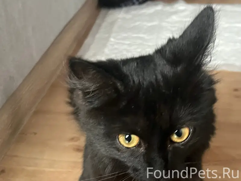 Найдена чёрная кошка, район Шубиных