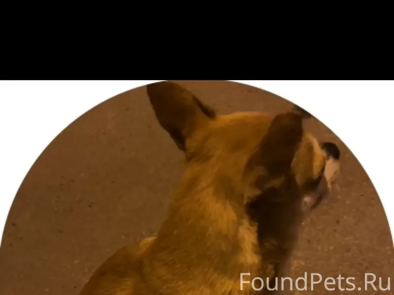 Найден тип собака, Матросова 37