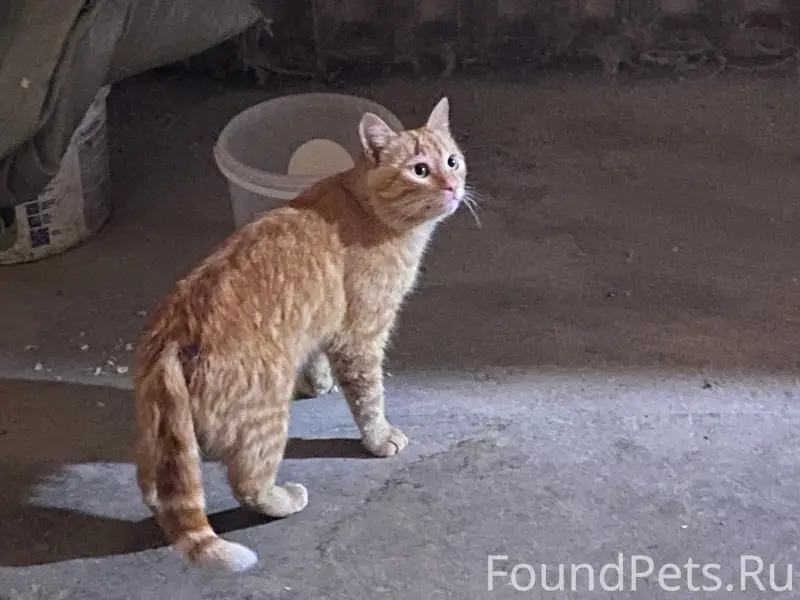 Найден кот, Крамоторская 22/2