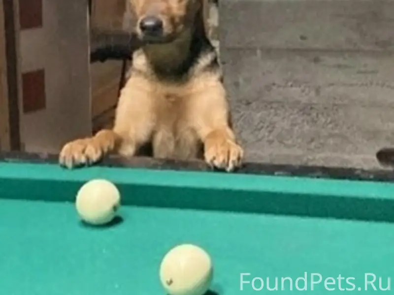 Пропала собака Найда, Пудость