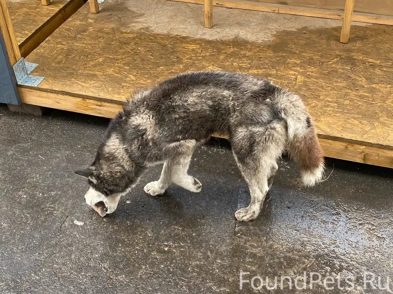 Найден метис хаски, Гусино, Краснинский р-н