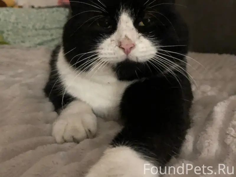 Пропал кот, Ул. Матвеевка