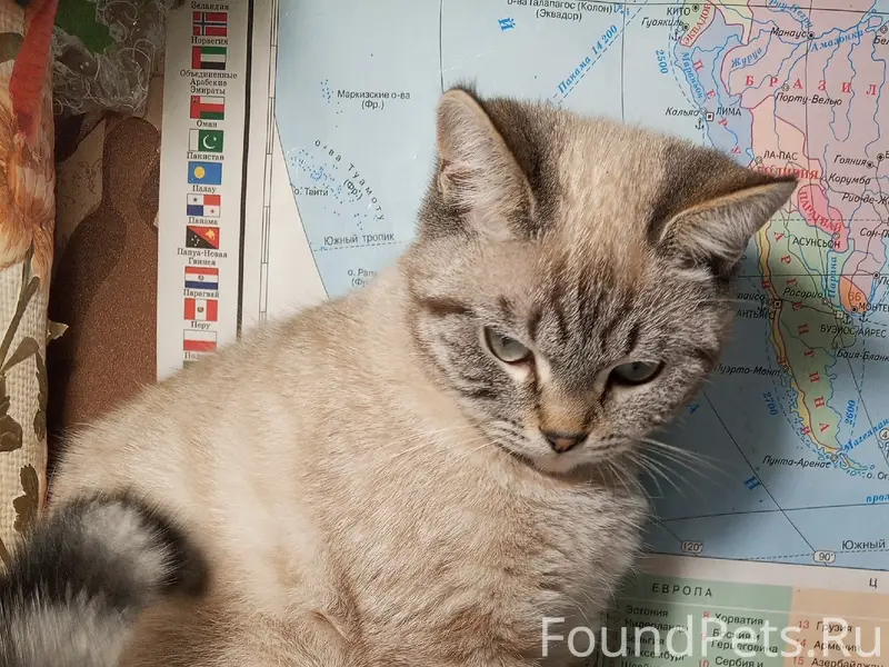 Пропал тайский (сиамский) кот, район роддома в Урюпинске