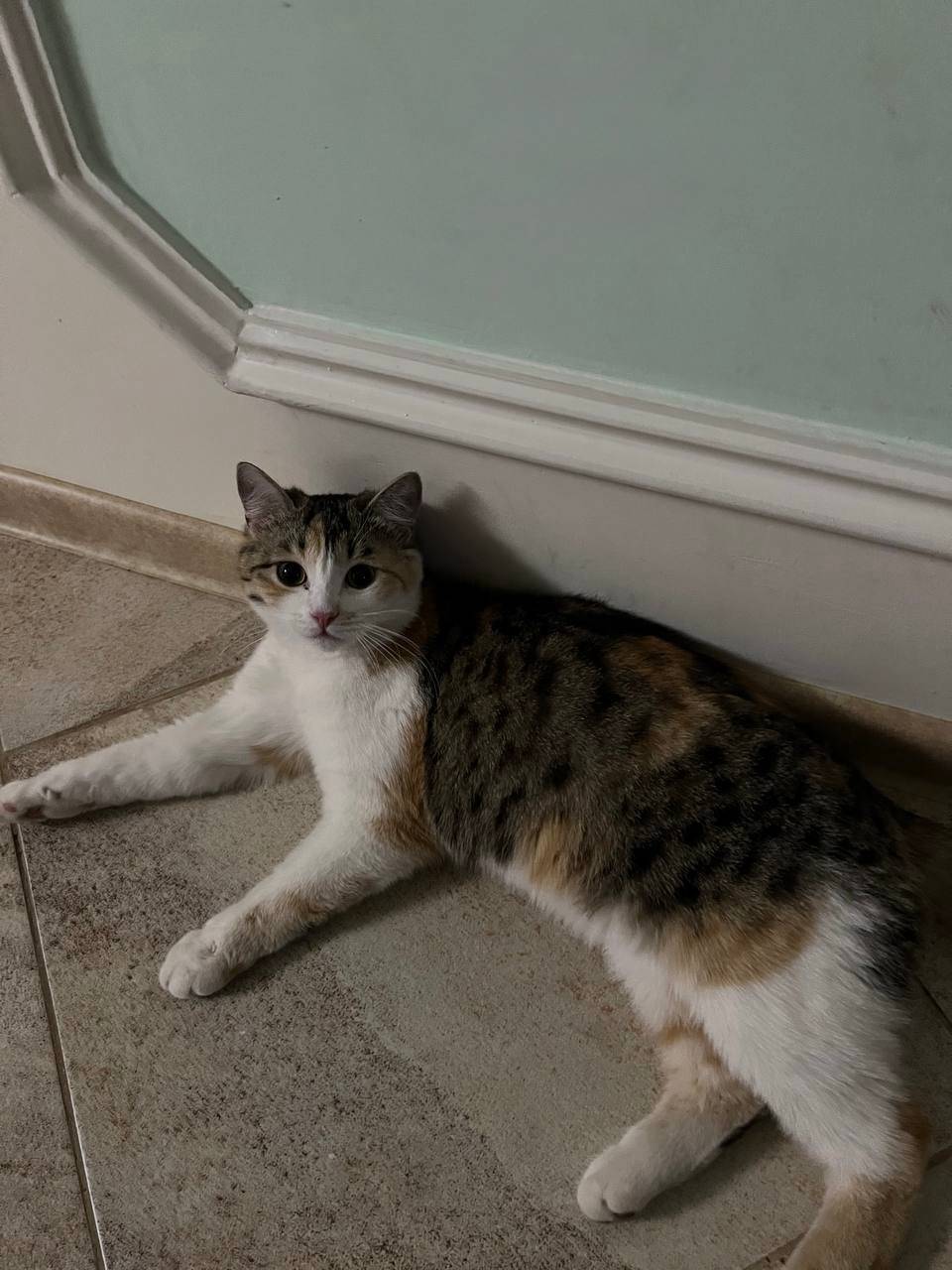 Пропала кошка Тина, Коломна