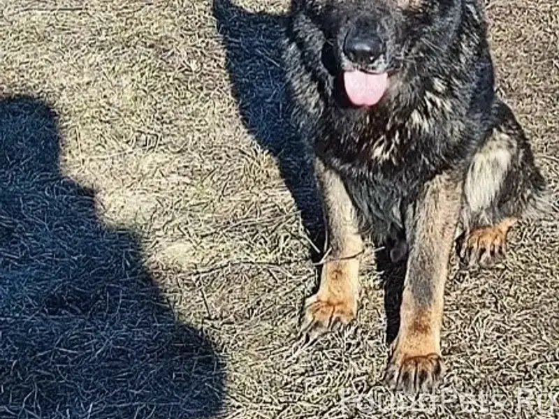 Пропали немецкие овчарки Чиф и Магия, район Круглого