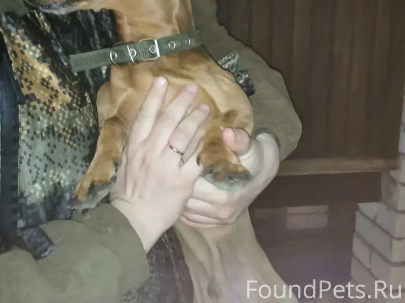 Найден кобель таксы, двор частного дома