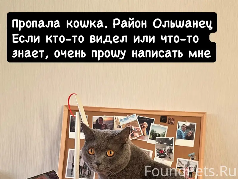 Пропала кошка Ася, район Ольшанец