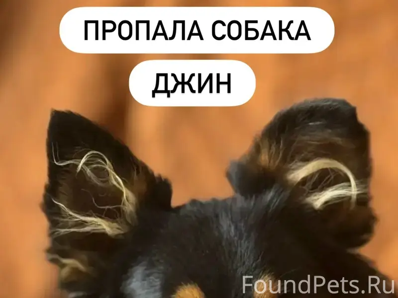 Пропала собака Джин, район магазина «Сундучок»