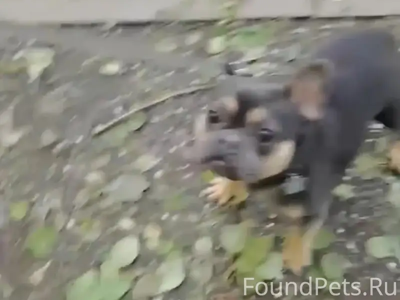 Пропал французский бульдог Заг, Александровская ферма