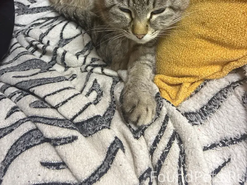 Найдена кошка, улица Соловьёва, 22Г