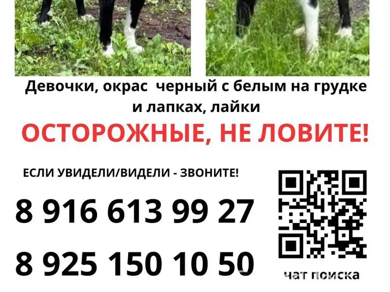 Пропали русско-европейские лайки, Бутово