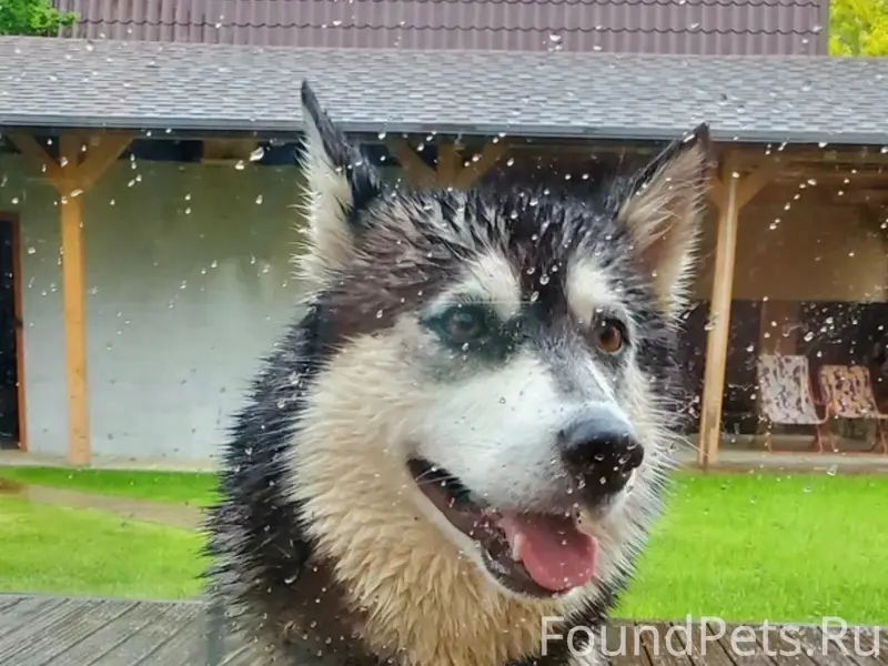 Пропала хаски, нет хвоста