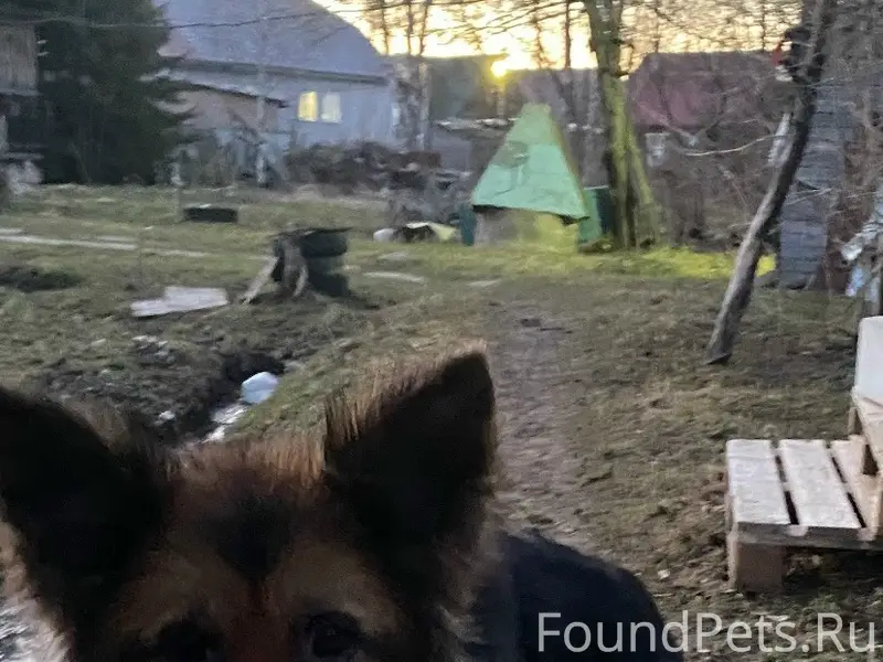 Найден тип собака, без клички