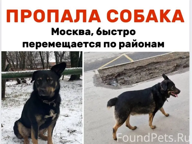 Пропал метис, последний сигнал на ул. Ботаническая