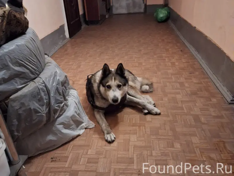 Найден пёс, Невский район