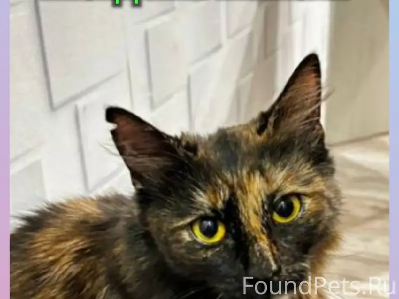 Найдена кошка, около инфекционной больницы
