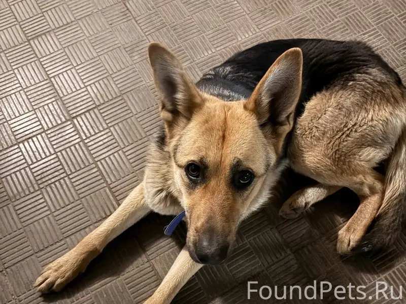 Найдена собака, улица Северная, 2Б