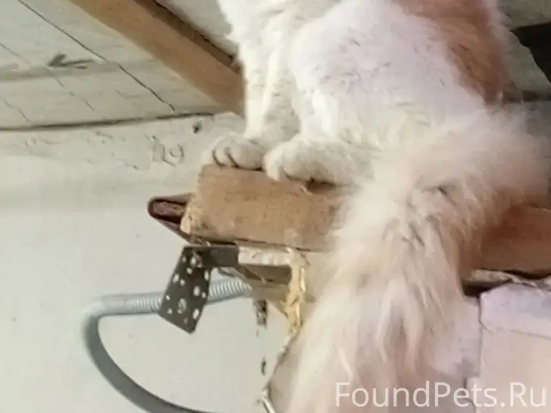 Пропал кот, район перед Тулака