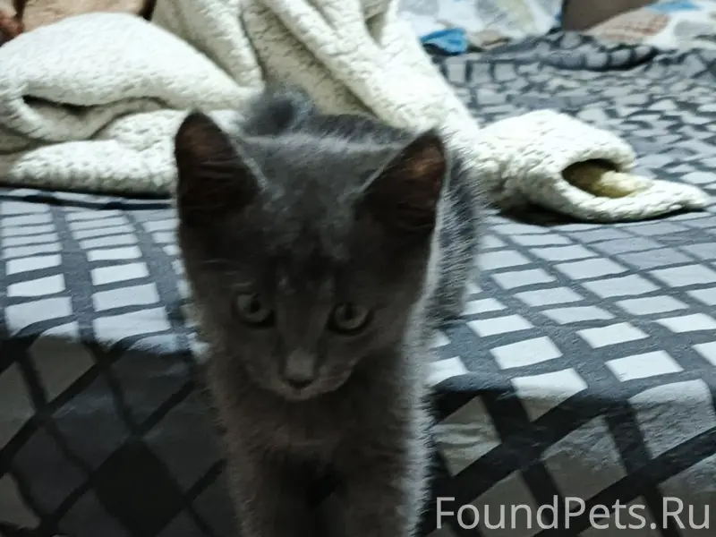 Пропал котёнок Томик, Крым, посёлок видное