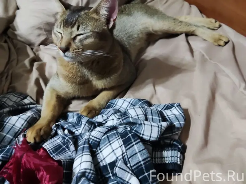 Найден кот, район Бакинских Комиссаров