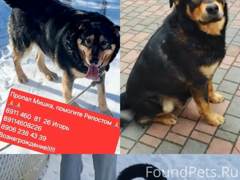 Пропал пёс Мишка