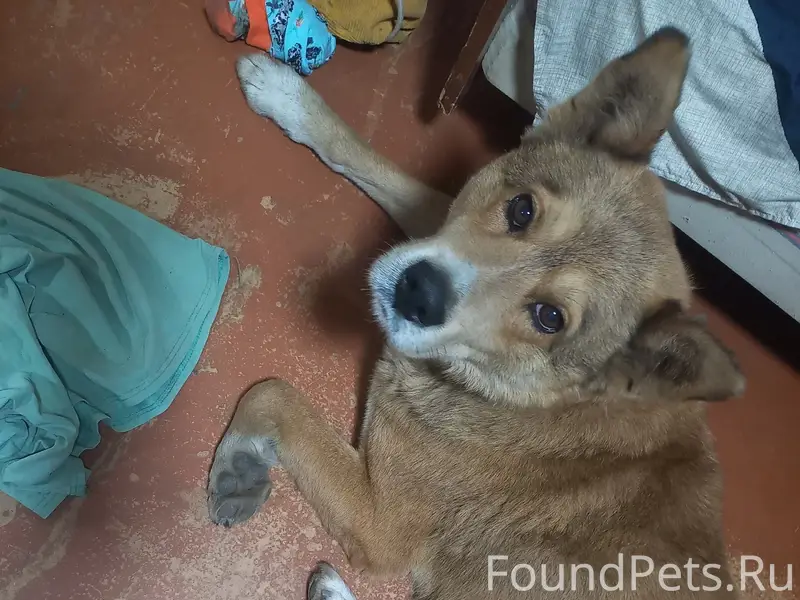 Найден пёс, аллея Колесникова